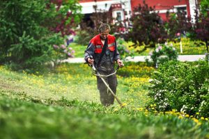 Покос газона газонокосилкой на участке