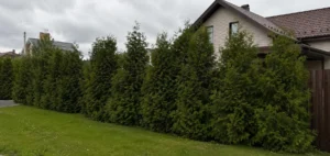 Исходное состояние живой изгороди перед стрижкой и формированием.