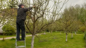Обрезка деревьев специалистами Arbori Culture на участке.