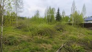 Участок до начала расчистки от деревьев и кустарников.