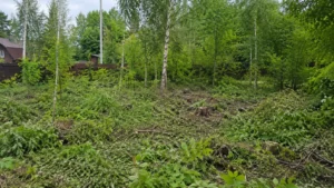 Участок до начала раскорчевки и удаления пней.