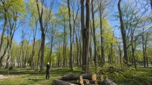 Спил высоких деревьев компанией Arbori Culture с применением профессионального оборудования.