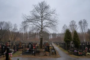 Дерево на кладбище до начала работ по спилу компанией Arbori Culture.