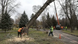 Валка деревьев компанией Arbori Culture — процесс выполнения работ.