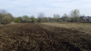 Культивация и вспашка почвы мотоблоком на территории участка.