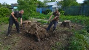 Проведение работ по корчеванию пней после вырубки деревьев.