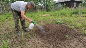Обработка участка от садовых и почвенных муравьёв специалистами Arbori Culture.