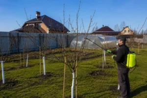 Обработка сада специалистами Arbori Culture на участке.