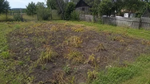 Сад после обработки от сорняков специалистами Arbori Culture.