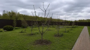 Дерево после профессиональной обрезки компанией Arbori Culture.