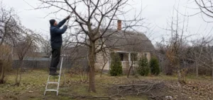 Специалисты Arbori Culture выполняют профессиональную обрезку деревьев.