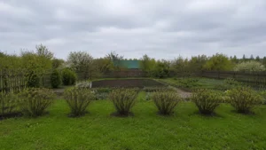 Кустарники после профессиональной обрезки компанией Arbori Culture.