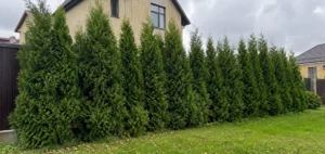 Этап формирования живой изгороди специалистами Arbori Culture.