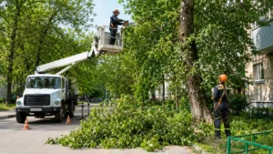 Поэтапная обрезка кроны дерева специалистами Arbori Culture.