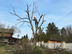 Результат опиловки дерева после завершения работ Arbori Culture.