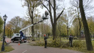 Опиловка деревьев компанией Arbori Culture — процесс выполнения работ.