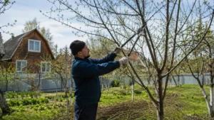 Подрезка плодовых деревьев специалистами Arbori Culture на участке.
