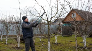 Специалисты Arbori Culture выполняют профессиональную обрезку плодовых деревьев.