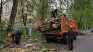 Результат вырубки дерева с порубочным билетом Arbori Culture.