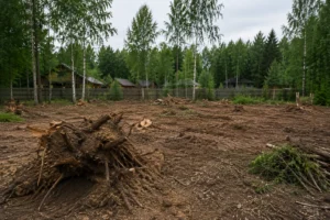 Специалисты Arbori Culture выполняют раскорчевку участка от пней и корней.