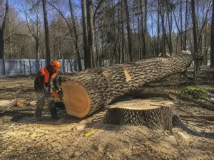 Работы по спилу дуба компанией Arbori Culture.
