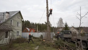 Выполнение работ по удалению сосны специалистами Arbori Culture.