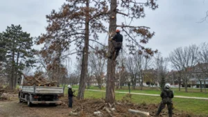 Работы по спилу сосны на участке компанией Arbori Culture.