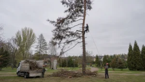Проведение работ по удалению сосны с применением высотного снаряжения.