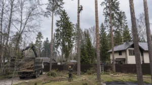 Выполнение работ по удалению высоких деревьев специалистами Arbori Culture.