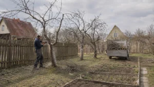 Работы по спилу яблони на участке компанией Arbori Culture.