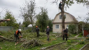 Спил старой или аварийной яблони с соблюдением техники безопасности.
