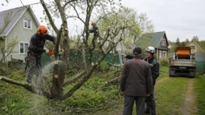 Работы по спилу яблони на участке компанией Arbori Culture.