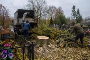 Участок на кладбище после завершения спила дерева компанией Arbori Culture.