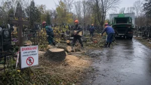 Поэтапный спил дерева на кладбище промышленными альпинистами Arbori Culture.