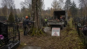 Дерево на кладбище до начала работ по спилу компанией Arbori Culture.
