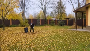 Специалисты Arbori Culture выполняют сбор и уборку опавшей листвы.