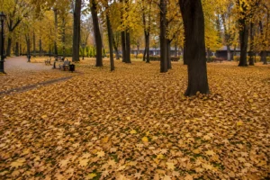 Исходное состояние участка до сезонной уборки листвы.