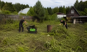 Очистка участка с вывозом мусора компанией Arbori Culture.