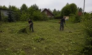 Специалисты Arbori Culture выполняют очистку территории от мусора и густой растительности.