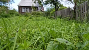 Исходное состояние участка до акарицидной обработки.