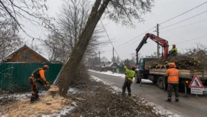 Дерево до выполнения работ по валке специалистами Arbori Culture.