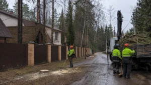 Участок после проведения валки деревьев.