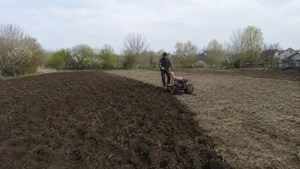 Работы по вспашке огорода мотоблоком специалистами Arbori Culture.