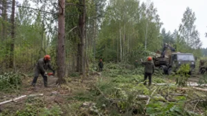 Вырубка леса компанией Arbori Culture — процесс выполнения работ.
