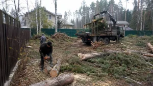 Безопасная вырубка леса с соблюдением техники безопасности.