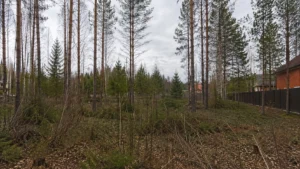 Механизированная вырубка леса специалистами Arbori Culture.