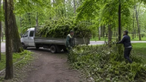 Погрузка и транспортировка мусора специалистами Arbori Culture