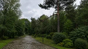 Санитарная обрезка дерева после шторма — повреждённая крона до начала работ специалистами Arbori Culture.